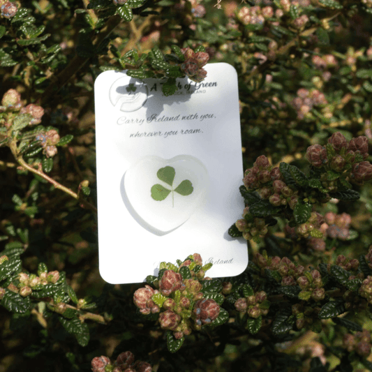 Hand foraged shamrock on a card with greenery in the background